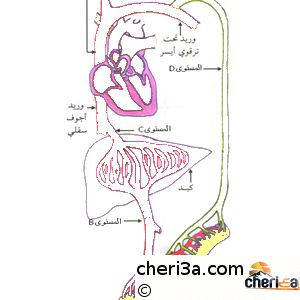 اختبار الفصل الثالث في مادة علوم الطبيعة والحياة السنة الرابعة متوسط الموضوع 1